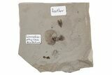 Fossil Seed, Beetle, Ant, and Feather Plate - Utah #213390-1